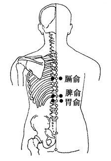 健康养生 中医养生 中医拔罐 > 正文     胃俞:在背部,当第12胸椎棘突